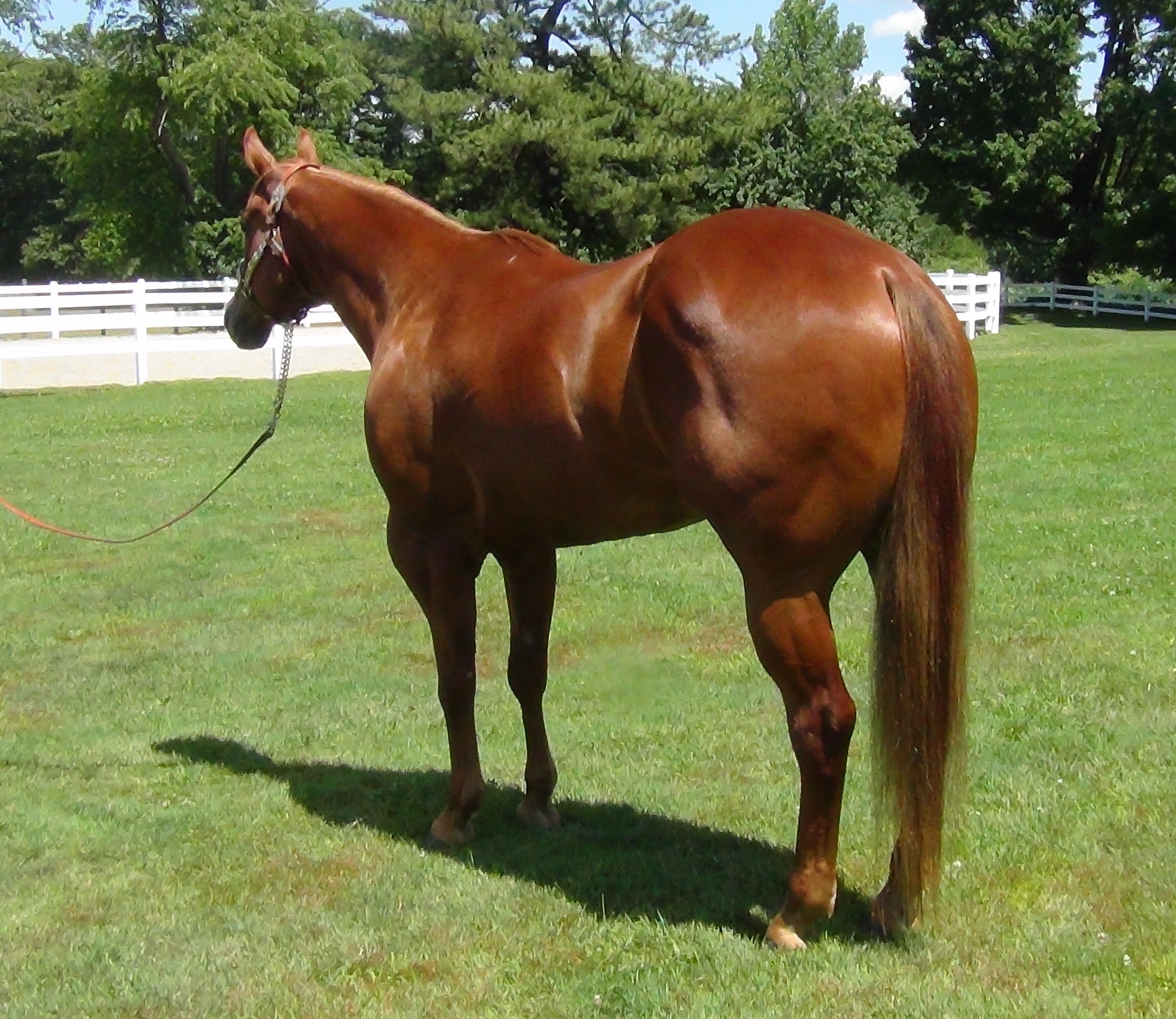 Radiant Speculation Townsend's Training Farm Inc. 536 4th Range Rd. Pembroke, NH 03275 603