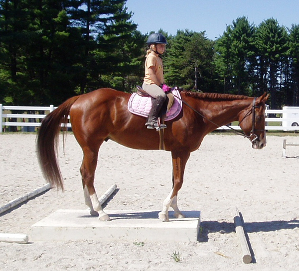 Hes Vested N Chrome Townsend's Training Farm Inc. 536 4th Range Rd